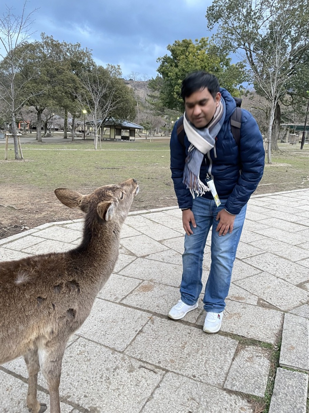 A traveller bows to a sika deer in Nara Park while the deer leans in for the cracker